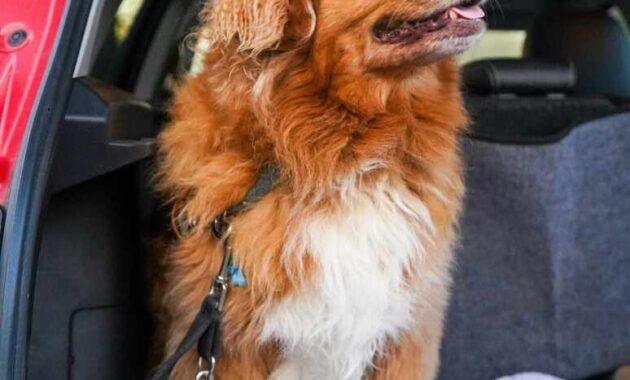 Keeping Your Car Clean When Travelling With Dogs