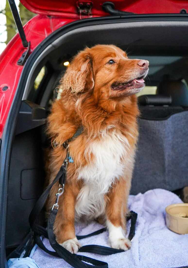 Keeping Your Car Clean When Travelling With Dogs